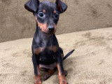2 chiots Pinscher Nain non LOF fauve ou noir et feu à vendre