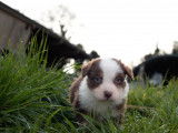 Un chiot Berger Australien mâle rouge tricolore non LOF à céder