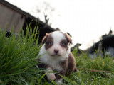 Un chiot Berger Australien mâle rouge tricolore non LOF à céder