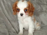 Vente de 3 chiots Cavalier King Charles Spaniel bicolores non LOF