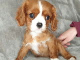 Vente de 3 chiots Cavalier King Charles Spaniel bicolores non LOF