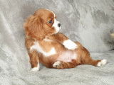Vente de 3 chiots Cavalier King Charles Spaniel bicolores non LOF