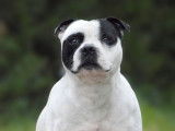 Etalon Staffordshire Bull Terrier disponible pour saillie