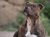 Etalon Staffordshire Bull Terrier disponible pour saillie