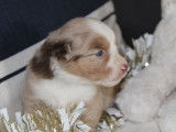 Ravissants chiots Bergers Américains Miniatures LOF : trois femelles et trois mâles à réserver pour février 2022