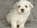 À réserver 6 chiots Bichon Maltais blancs non LOF 4 mâles 2 femelles