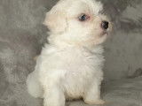 À réserver 6 chiots Bichon Maltais blancs non LOF 4 mâles 2 femelles