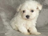 À réserver 6 chiots Bichon Maltais blancs non LOF 4 mâles 2 femelles