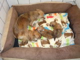 6 chiots Chihuahua à acheter, non LOF 2 mâles 4 femelles