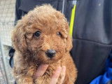 Un chiot Caniche mâle de couleur rouille non LOF à vendre