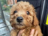 Un chiot Caniche mâle de couleur rouille non LOF à vendre