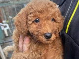Un chiot Caniche mâle de couleur rouille non LOF à vendre
