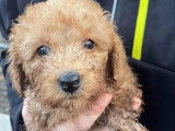 Un chiot Caniche mâle de couleur rouille non LOF à vendre