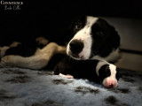 Chiot Border Collie LOF &agrave; r&eacute;server