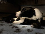 Chiot Border Collie LOF &agrave; r&eacute;server