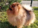 Etalon Spitz Allemand fauve LOF disponible pour saillie