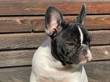 Chiots Bouledogue Fran&ccedil;ais LOF &agrave; vendre