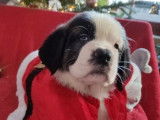 Un chiot Saint Bernard femelle tricolore LOF née en octobre 2021 à céder