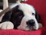 Un chiot Saint Bernard femelle tricolore LOF née en octobre 2021 à céder