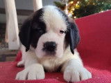 Un chiot Saint Bernard femelle tricolore LOF née en octobre 2021 à céder