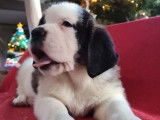 Un chiot Saint Bernard femelle tricolore LOF née en octobre 2021 à céder