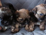 3 chiots Shih Tzu fauve charbonn&eacute; m&acirc;les non LOF &agrave; r&eacute;server