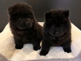 2 chiots noirs Chow Chow LOF 1 mâle 1 femelle à acheter