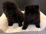2 chiots noirs Chow Chow LOF 1 mâle 1 femelle à acheter
