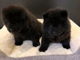 2 chiots noirs Chow Chow LOF 1 mâle 1 femelle à acheter
