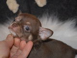 Disponibles à la réservation 4 chiots Chihuahua LOF 2mâles 2femelles