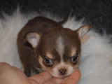 Disponibles à la réservation 4 chiots Chihuahua LOF 2mâles 2femelles