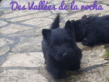 Adorable chiot Scottish Terrier LOF à vendre