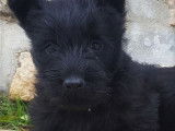 Adorable chiot Scottish Terrier LOF à vendre