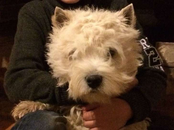 Etalon West Highland Terrier LOF disponible pour saillie