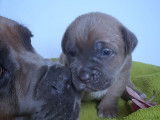 Adorables chiots Cane Corso LOF &agrave; vendre