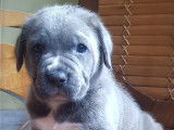 Adorables chiots Cane Corso LOF &agrave; vendre