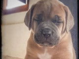 Adorables chiots Cane Corso LOF &agrave; vendre