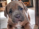 Adorables chiots Cane Corso LOF &agrave; vendre