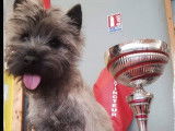 Etalon Cairn Terrier LOF sable bringé disponible pour saillie