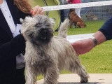 Etalon Cairn Terrier LOF sable bringé disponible pour saillie
