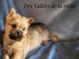 Chiots Cairn Terrier LOF à vendre