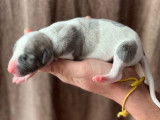 Chiots Whippet LOF &agrave; r&eacute;server