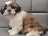 Chiots Shih Tzu LOF à vendre
