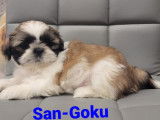Chiots Shih Tzu LOF à vendre