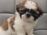 Chiots Shih Tzu LOF à vendre