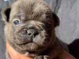 5 chiots Bouledogue Français exotique LOF de novembre 2021 à réserver