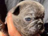 5 chiots Bouledogue Français exotique LOF de novembre 2021 à réserver