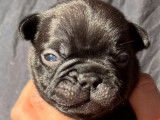 5 chiots Bouledogue Français exotique LOF de novembre 2021 à réserver