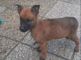 8 chiots Berger Belge Malinois (LOF) fauves à vendre 3 mâles 5 femelles