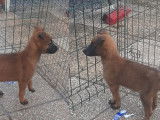 8 chiots Berger Belge Malinois (LOF) fauves à vendre 3 mâles 5 femelles